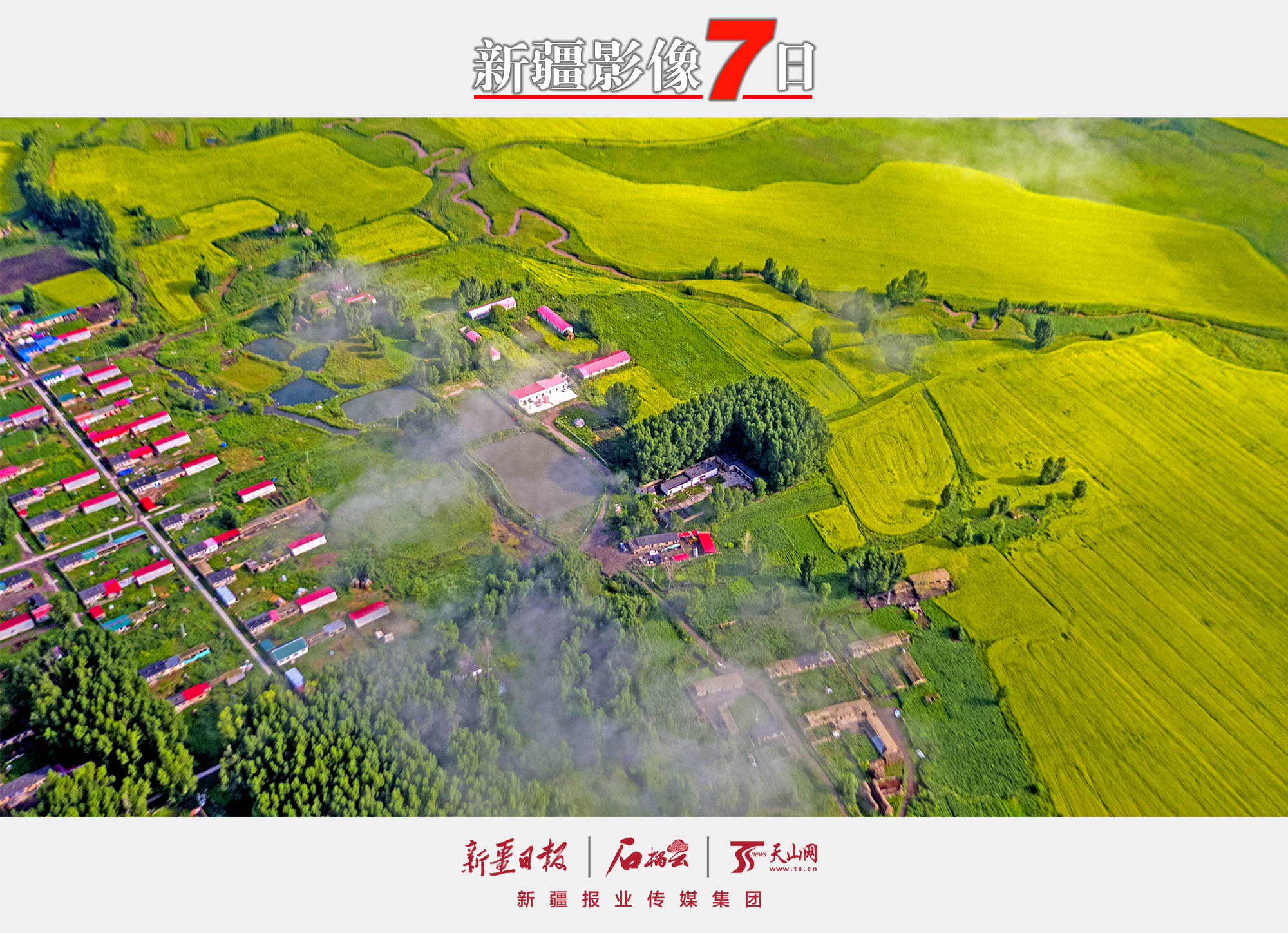 7月13日，在昭蘇縣洪納海鎮(zhèn)附近的油菜花海（無(wú)人機(jī)拍攝）。昭蘇縣是新疆重要的油菜種植基地，油菜種植面積50萬(wàn)畝左右，每年7月中旬前后，一望無(wú)際的油菜花海猶如一條條金色的織毯將昭蘇大草原裝扮的分外美麗。李文武攝