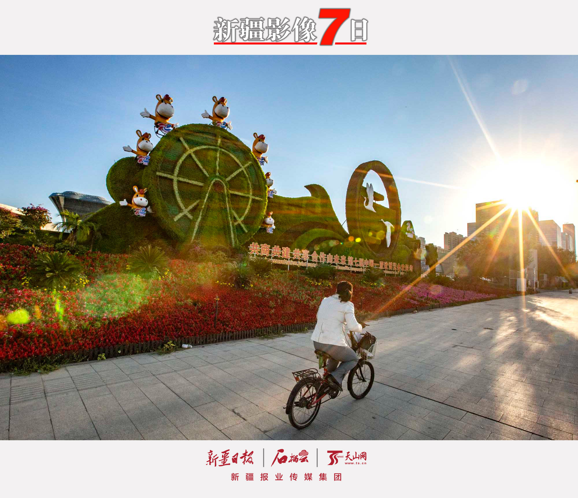 9月15日，一位市民騎車從烏魯木齊市紅光山路邊的第七屆中國—亞歐博覽會主題花壇旁駛過。 隨著第七屆中國—亞歐博覽會的臨近，烏魯木齊市100多組主題花壇相繼擺放到位，大街小巷花團(tuán)錦簇。石榴云/新疆日報記者蔡增樂攝