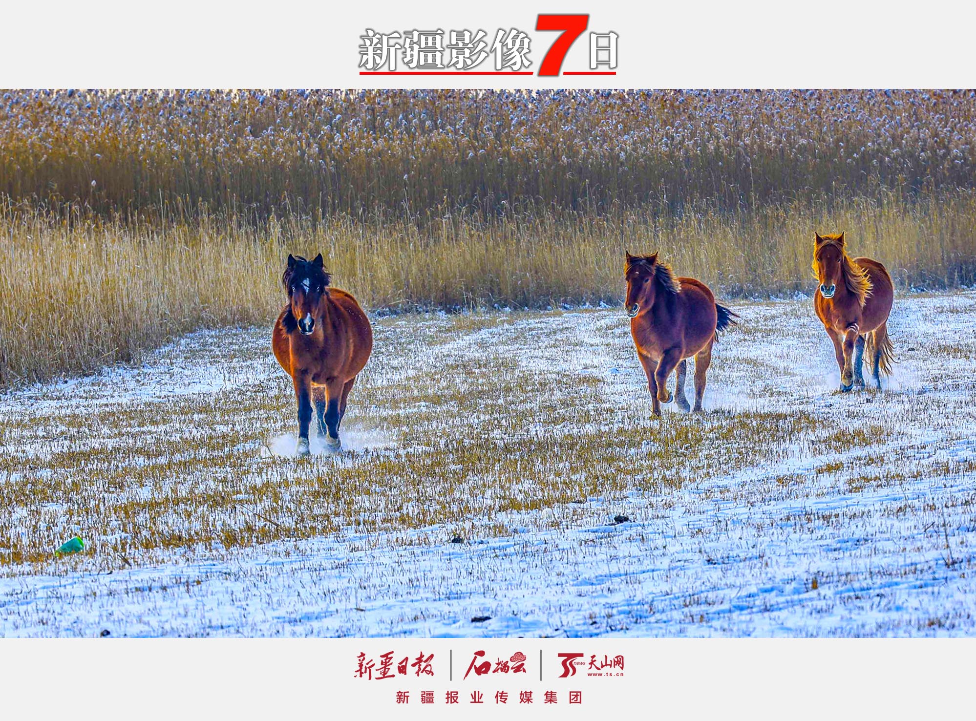 12月7日，駿馬在那拉提國(guó)家濕地公園的雪地上奔跑。大雪節(jié)氣，新源縣那拉提國(guó)家濕地公園銀裝素裹，奔馳的駿馬為寂靜的雪原平添一份活力。 張文庭攝